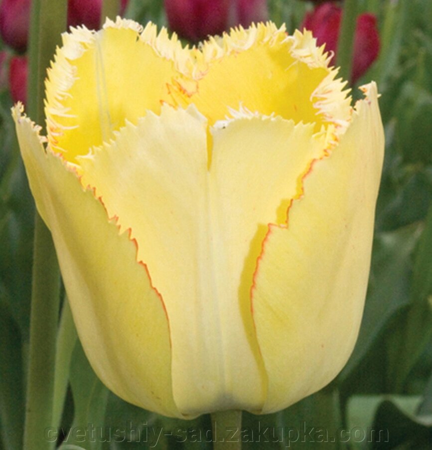 Тюльпан Фрінгед  Елеганс 1 шт велика від компанії Квітучій сад у Великих Сорочинцях - фото 1