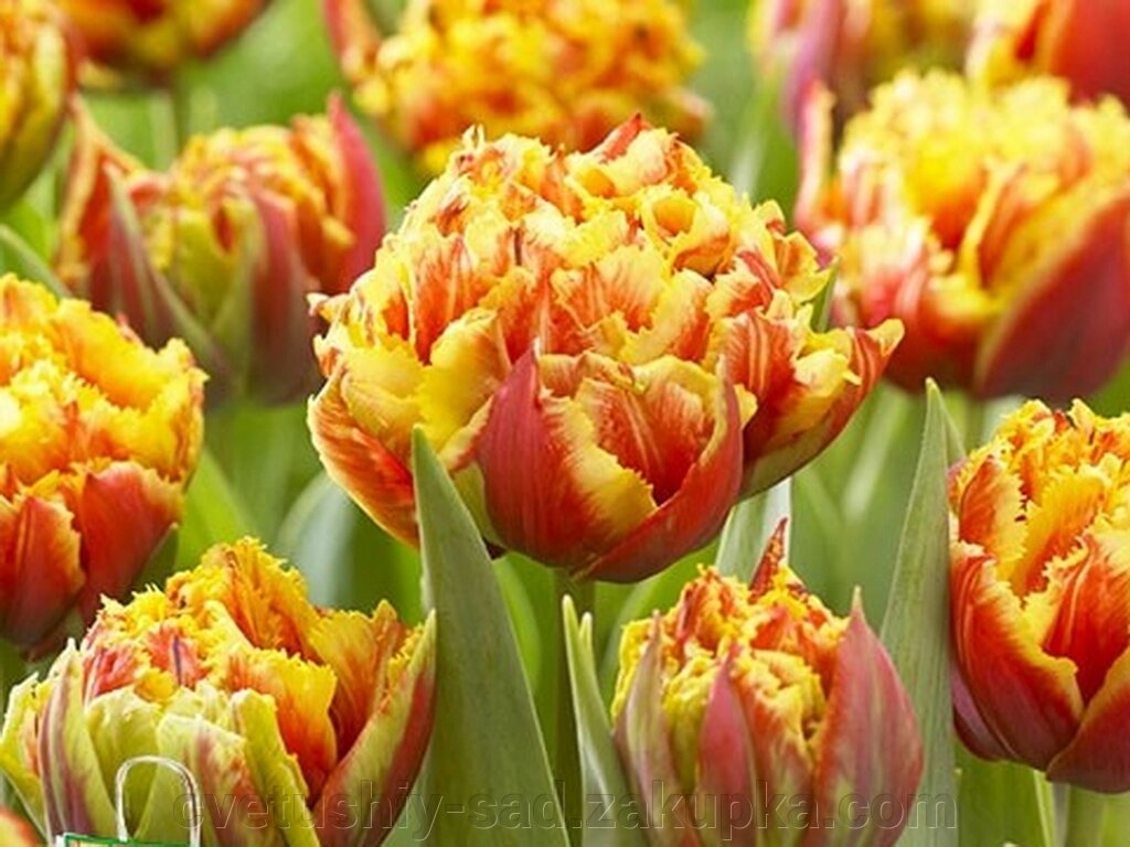 Тюльпан Голд Дач 1 шт від компанії Квітучій сад у Великих Сорочинцях - фото 1