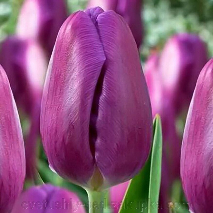 Тюльпан Пурпл Леді* від компанії Квітучій сад у Великих Сорочинцях - фото 1