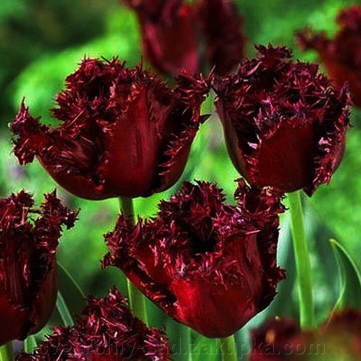 Тюльпан Вишневий бахромчастий 1шт від компанії Квітучій сад у Великих Сорочинцях - фото 1