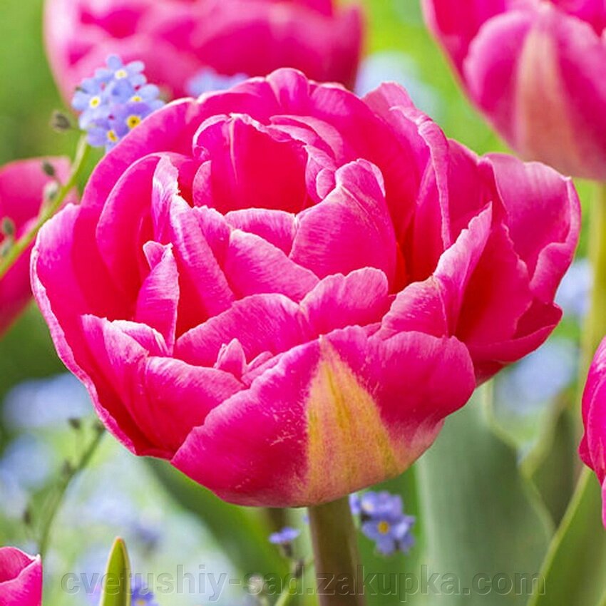 Тюльпан Вогуе* від компанії Квітучій сад у Великих Сорочинцях - фото 1