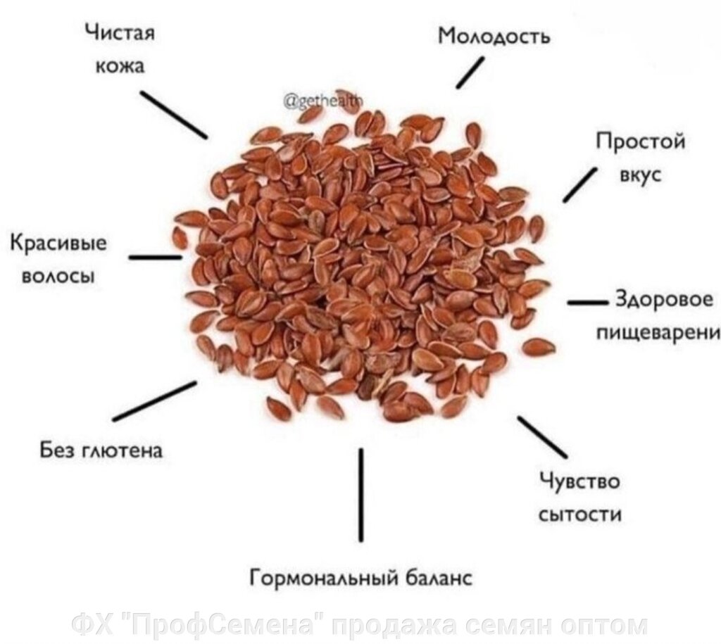 Насіння Льону за 1 кг від компанії ФГ "ПрофСемена" - фото 1