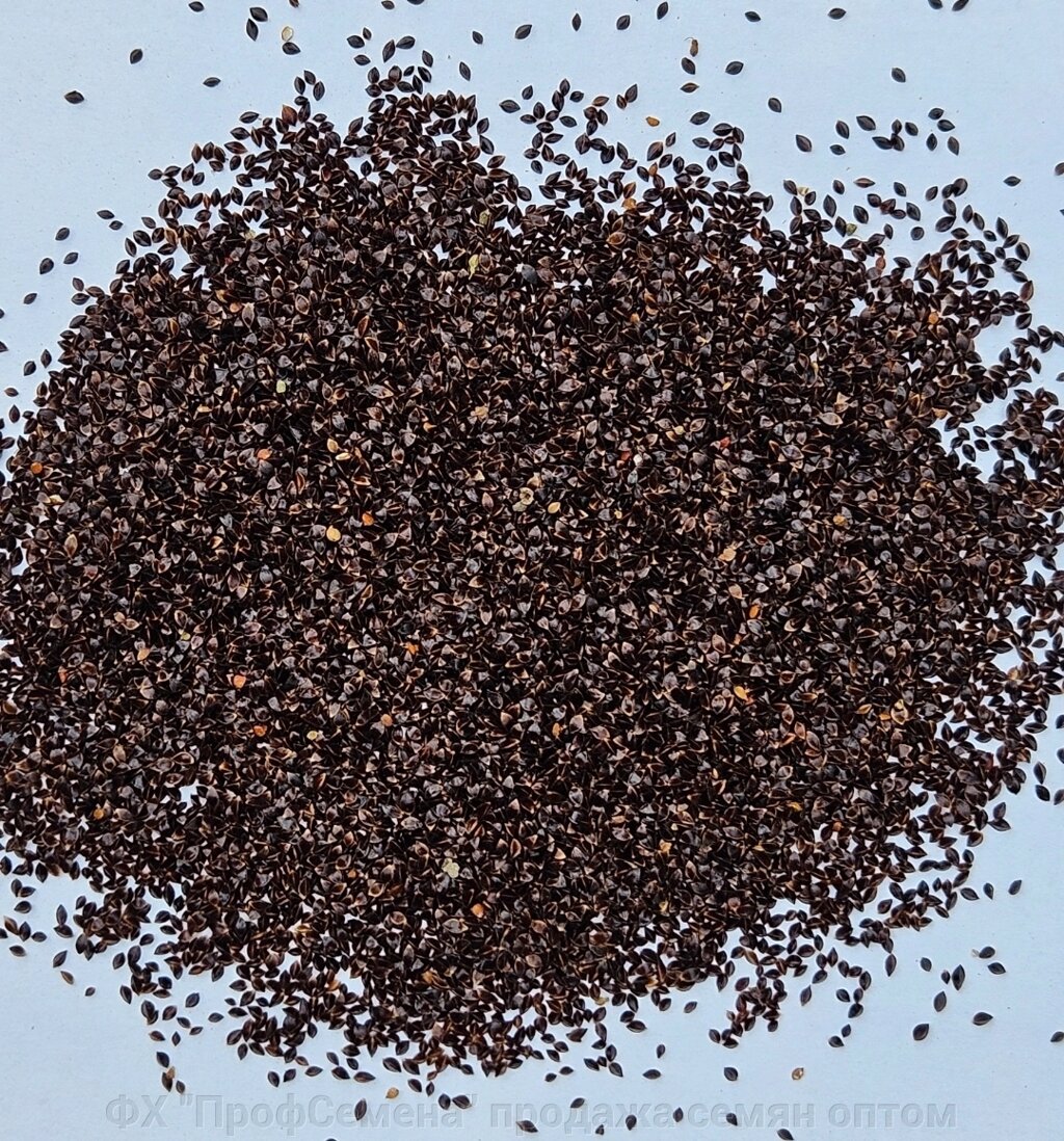 Насіння Щавлю Одеський Широколистний 500 грамм від компанії ФГ "ПрофСемена" - фото 1