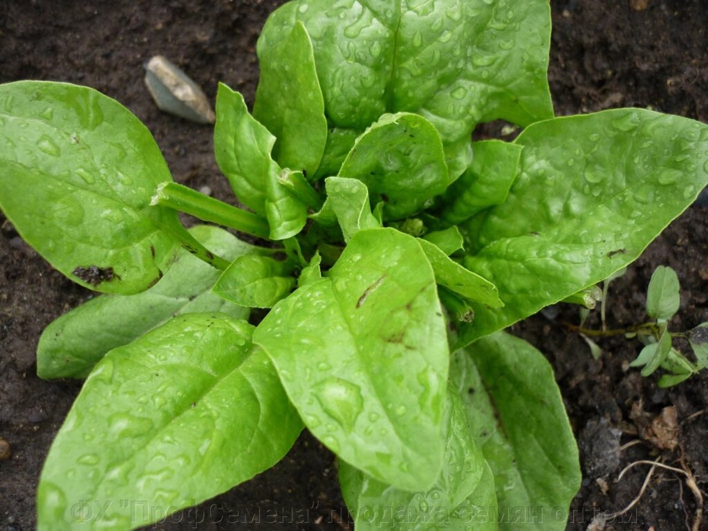 Насіння Шпінату сорт Матадор Новий Врожай 2025 рік від компанії ФГ "ПрофСемена" - фото 1