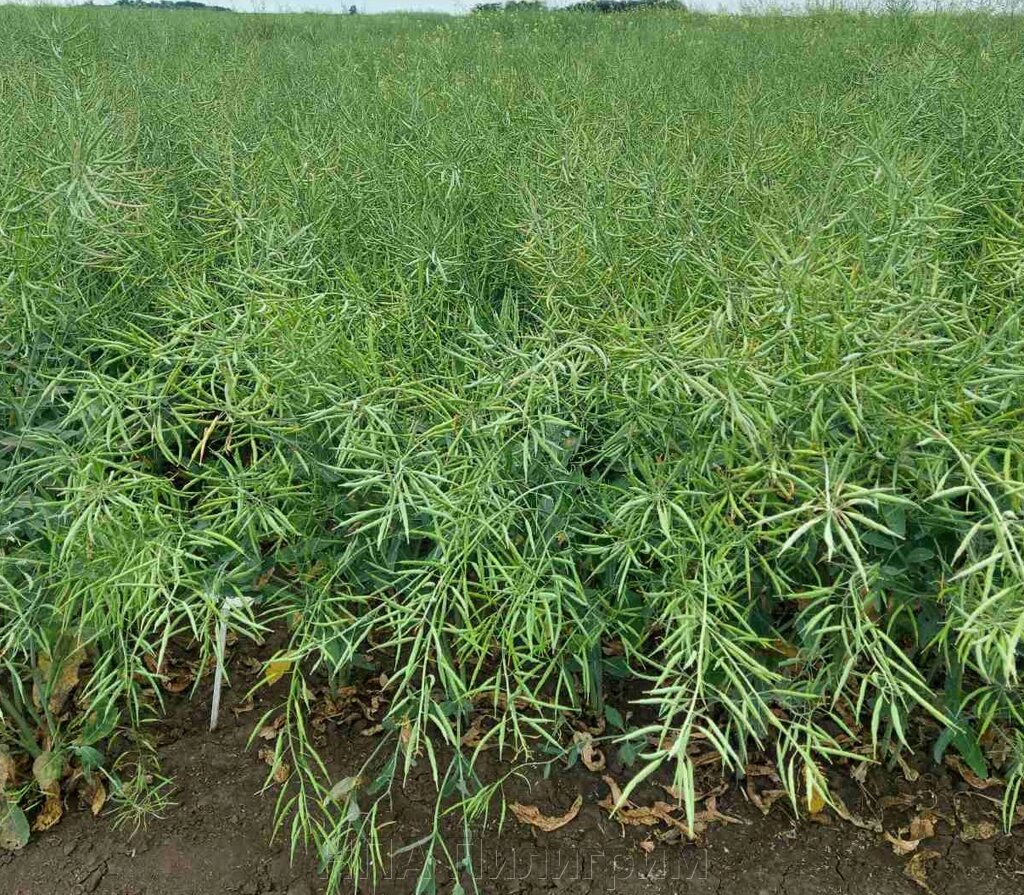 Насіння озимого ріпаку, сорт "Бахус". "Viterra seed". Ранньостиглий, посухостійкий сорт від компанії НПА Пілігрим - фото 1