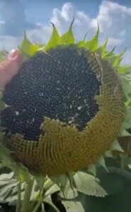 Насіння соняшнику "Даглас". Новітний гібрид 2021 року. 7+ Вовчка. 50 гр гранстар+відео огляди