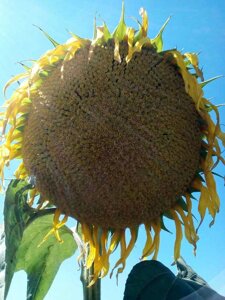 Насіння соняшнику "Оскіл"засухостойкій гібрид, для зон "важкого землеробства"