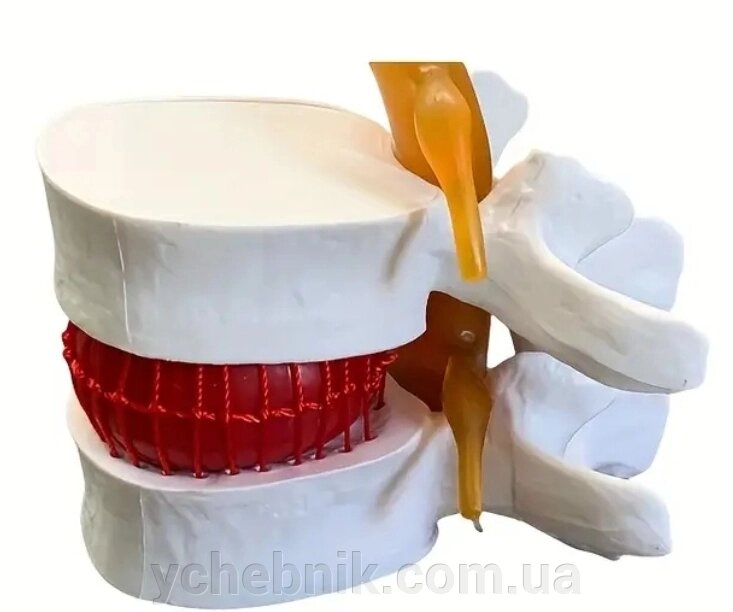 STEM освіта, наочність Поперекові хребці Маштаб 1:1 від компанії ychebnik. com. ua - фото 1