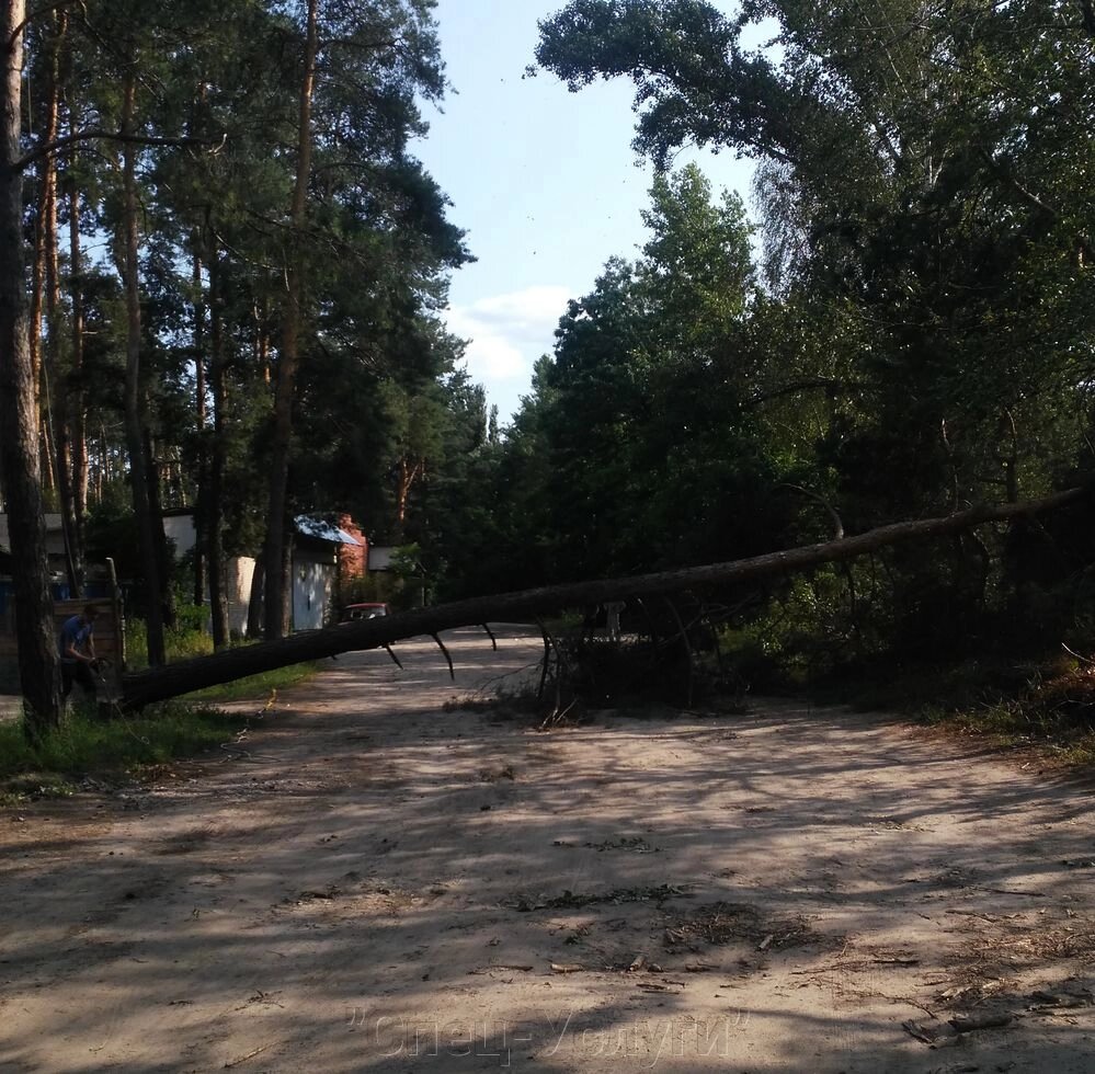 Спилить деревья 0971443135 обрезка плодовых деревьев Киев. Спилить дерево на участке. Спилить дерево по частям. - огляд