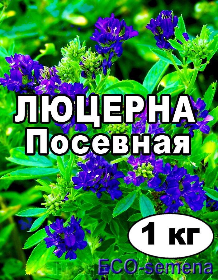 Насіння Люцерна намагніченість від 1 кг на вагу ( чистота :98% - інтернет магазин