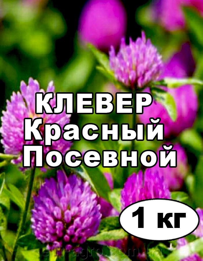 Насіння Клевер червоний промагнічений на вагу від 1 кг - Україна