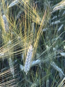 Насіння пшениці твердої, ярої Спадщина, еліта