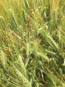 Насіння пшениці ярої твердої Жізель, перша репродукція