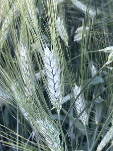Насіння пшениці твердої ярої Меіса, еліта