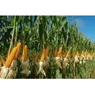 Насіння кукурудзи ДК Велес (ФАО 270), 2023 рік врожаю. При купівлі більш 50 мішків - доставка безкоштовна.