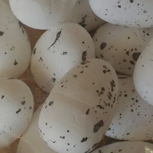 Яйцегладеняне перепеливе 4 см біле