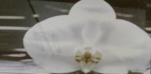 Плитка настінна День орхідея 1 панно 25 * 50, Березакераміка