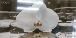 Плитка настінна Орхідея 1 декор 25х50, Березакераміка