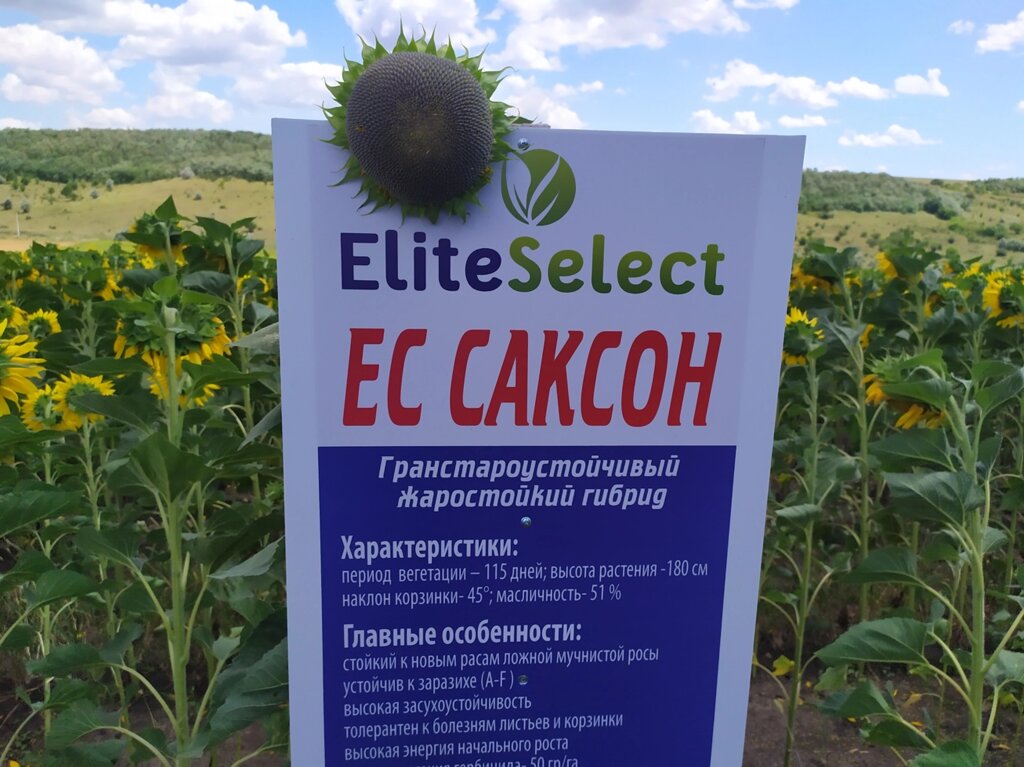 Гибрид ЕС САКСОН устойчив к семи расам заразихи A-G+. Подсолнечник ЕС Саксон высокоурожайный 35-42ц/га. Стандарт фракция ##от компании## ТД «АВС СТАНДАРТ УКРАЇНА» - ##фото## 1