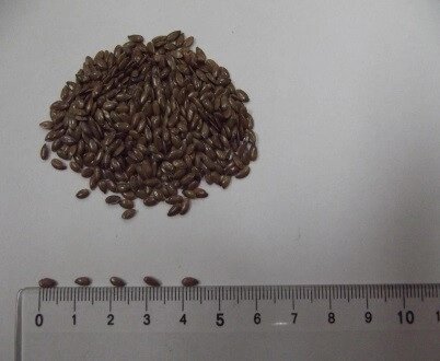 Льон насіння Запорізький Богатир (90-95 днів), 21-25ц/га, Олія 50%, 2-га репр. від компанії ТД «АВС СТАНДАРТ » - фото 1