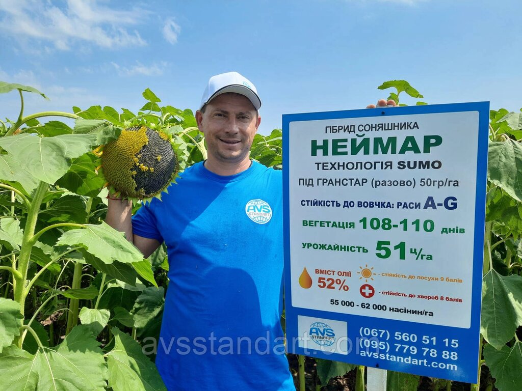 Неомар подсолнух под грибаком. 45Т / га выходом. Гибридный неомар устойчив к засухе, и семь гонок волков A-G. ##от компании## ТД «АВС СТАНДАРТ УКРАЇНА» - ##фото## 1