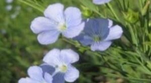 Насіння льону коричневого ВОДОГРАЙ (2,0-2,5т/га) 90 днів. (СН-2) 2-га репродукція