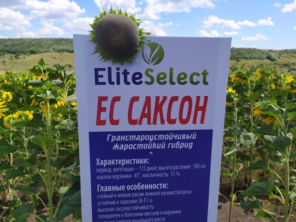 Подсолнечник устойчивый к гранстару ЕС САКСОН. Гибрид устойчивый к семи расам заразихи ЕС САКСОН. Стандарт ##от компании## ТД «АВС СТАНДАРТ УКРАЇНА» - ##фото## 1