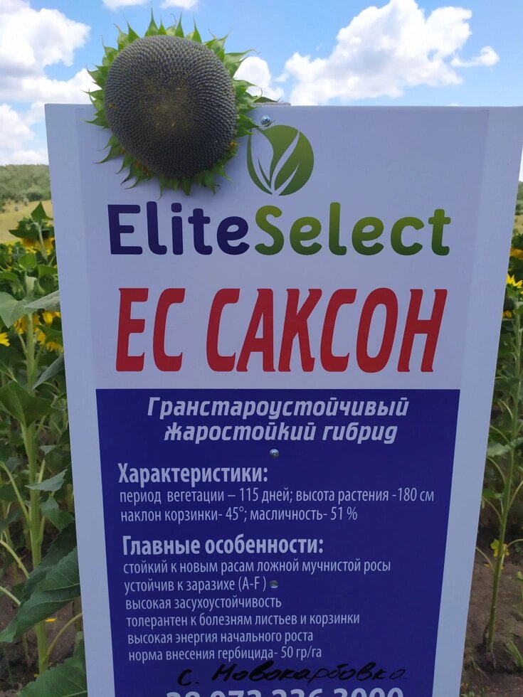 Подсолнух ЕС Саксон Элита Селект. Гибрид Саксон устойчив к седьмой расе заразихи A-G. 45ц/га Экстра ##от компании## ТД «АВС СТАНДАРТ УКРАЇНА» - ##фото## 1