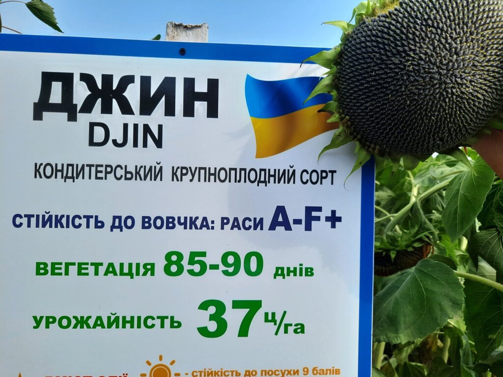 Семена кондитерского подсолнечника Джин. Сорт высокоурожайный 35ц/га Джинн устойчив к засухе и заразихе шести рас A-F. ##от компании## ТД «АВС СТАНДАРТ УКРАЇНА» - ##фото## 1