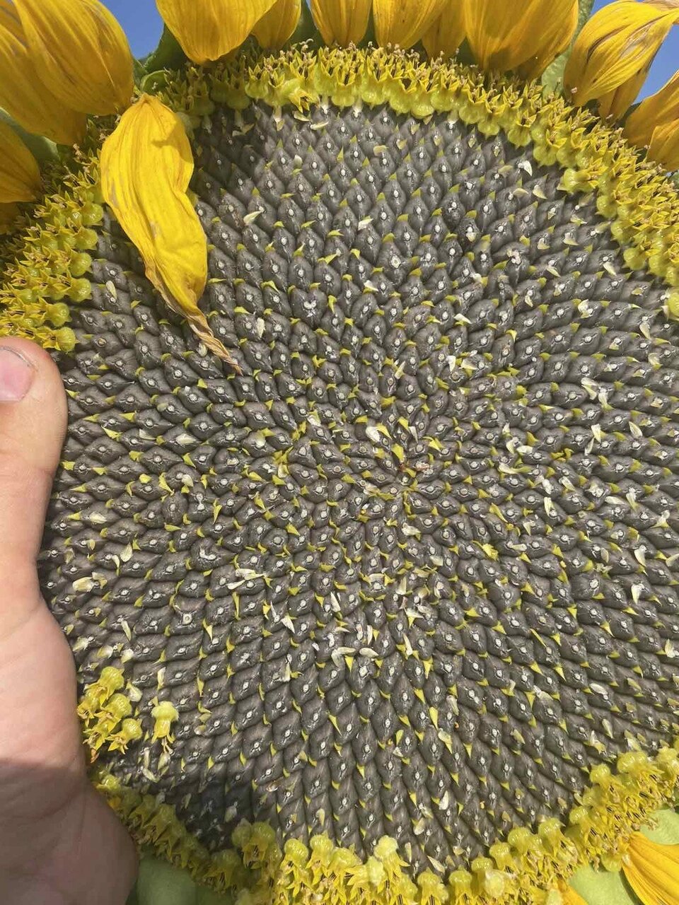 Соняшник Кондитерський під Євро-Лайтнінг (Турмалін КЛ) 115 днів, 40ц/га від компанії ТД «АВС СТАНДАРТ » - фото 1