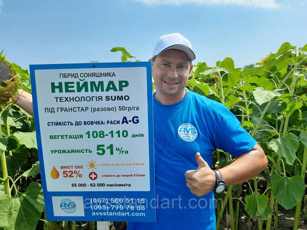 Соняшник Неймар під гранстар. Врожайність 45ц/га Гібрид стійкий до семи рас вовчка A-G. від компанії ТД «АВС СТАНДАРТ УКРАЇНА» - фото 1