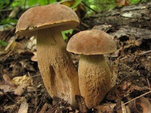 Міцелій Білого гриба сітчастого, Boletus reticulatus