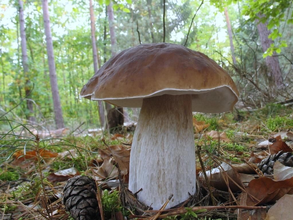 Міцелій Білого гриба ялинового, Boletus edulis - Україна