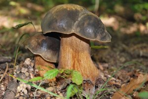 Міцелій Білого гриба темно-бронзового, Boletus aereus