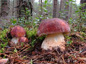 Міцелій Білого гриба соснового, Boletus pinophilus