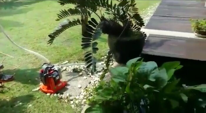 Мотопомпа Oleo-Mac WP 300