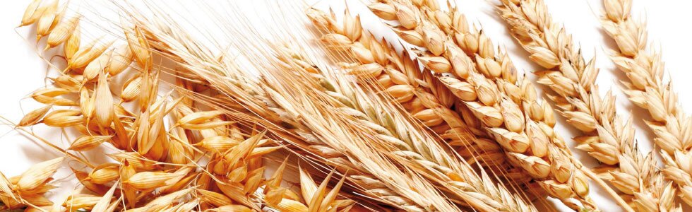 Что такое первая репродукция семян. Смотреть фото Что такое первая репродукция семян. Смотреть картинку Что такое первая репродукция семян. Картинка про Что такое первая репродукция семян. Фото Что такое первая репродукция семян