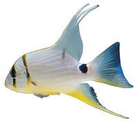 Рыбы, аквариумные животные в Днепре