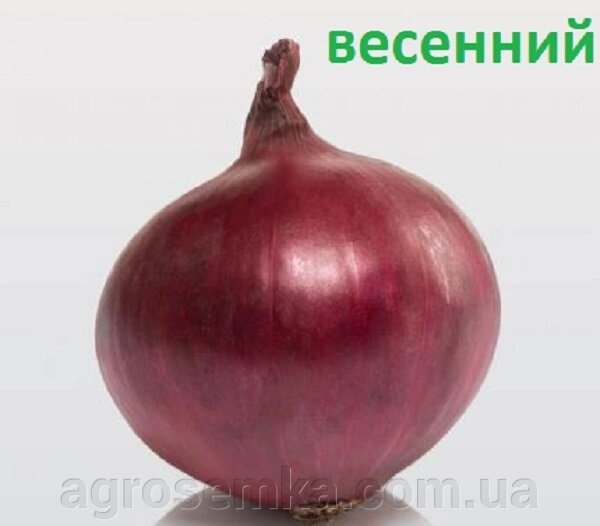 Цибуля-сіянка весняний Ред Кармен (Red Karmen) (Snowball) Голландія, 1кг від компанії AgroSemka - фото 1