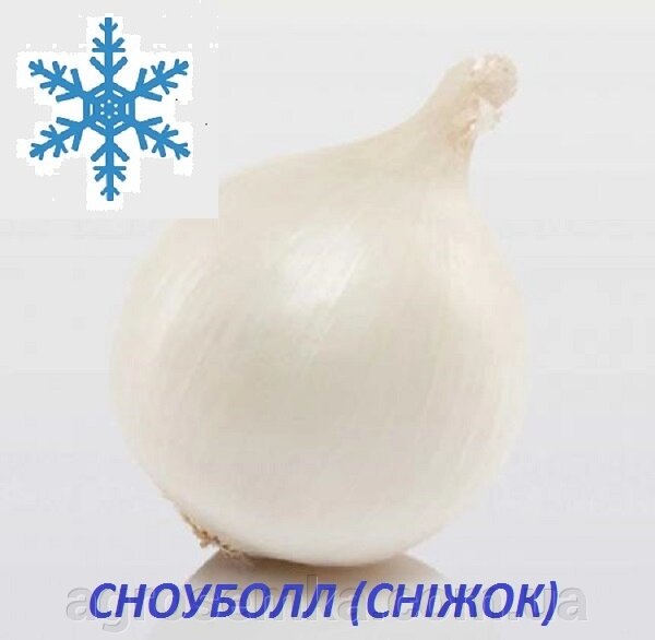 Озима цибуля севок Сноуболл (Snowball) 8/21 1кг / TOP Onion Sets від компанії AgroSemka - фото 1