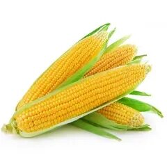 Цукрова кукурудза