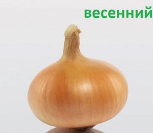 Лук - севок весняний Штутгартер Різен (Stuttgarter Riesen) / 1 кг в Київській області от компании AgroSemka
