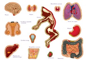 Дитяча навчальна гра з багаторазовими наклейками "Тіло людини" KP-004y укр. мовою