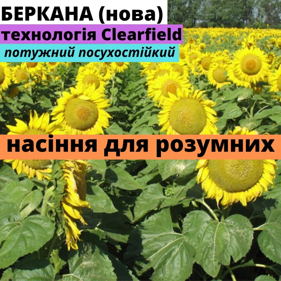 Гібрид соняшника Беркана АМ нова від компанії ТОВ "АФ НПП АГРОМИР" - фото 1