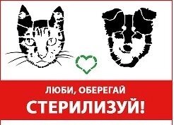 Кастрація, стерилізація тварин, вакцинація, чіпування на дому і інші ветеринарні послуги Київ і область. від компанії Multizoo - зоотовари для тварин - фото 1