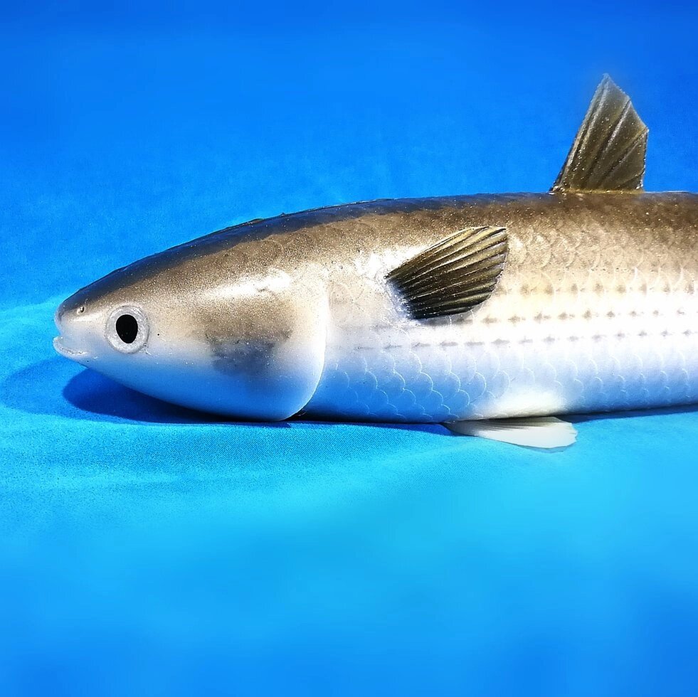Замануха, "маруська", "дурка" силіконова для риби. від компанії Магазин Calipso dive shop - фото 1