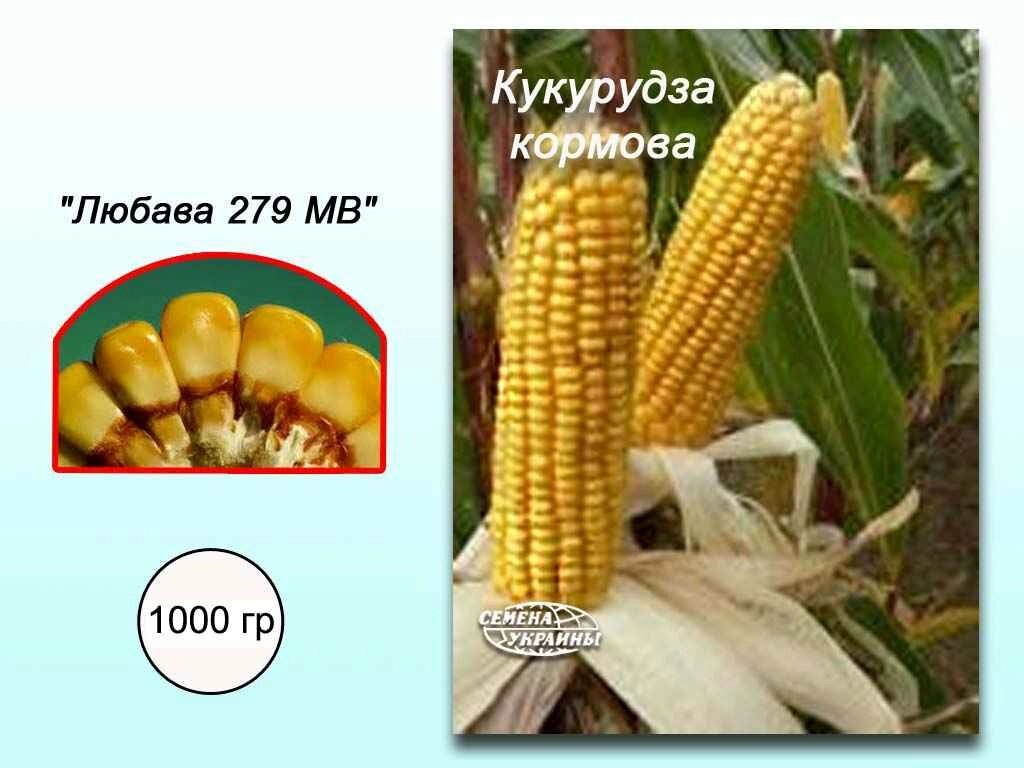 Кукурудза кормова Любава 279 МВ 1 кг ТМ НАСІННЯ УКРАЇНИ від компанії Фортеця - фото 1