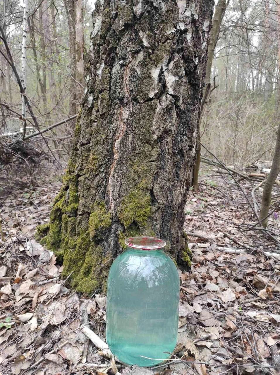 Сік березовий Свіжо-Заморожений. Ціна за  3л (Ф1453) від компанії Фортеця - фото 1