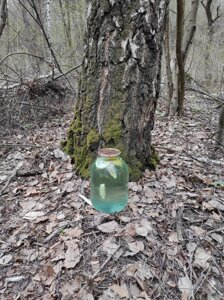 Сік березовий консервований з цукром з дольками апельсину та лимону. Ціна за 3л (Ф1448)