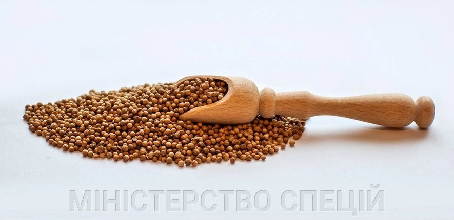Коріандр зерно, 500г від компанії МІНІСТЕРСТВО спецій - фото 1